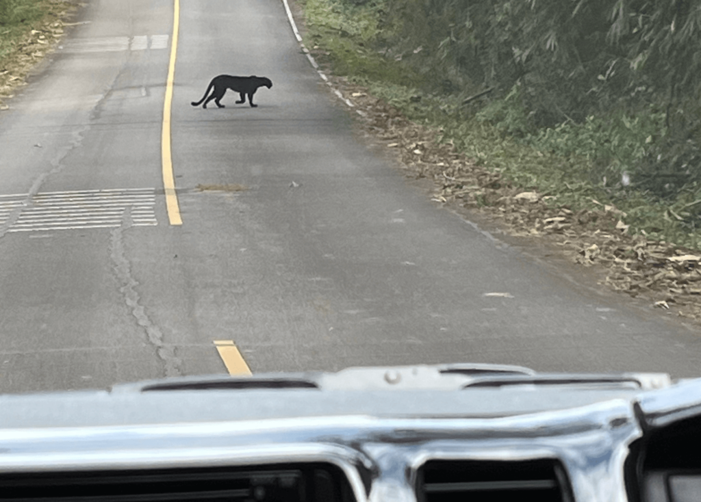 A very rare wild panther taken by BFITS Thailand Teacher Millie Hogan