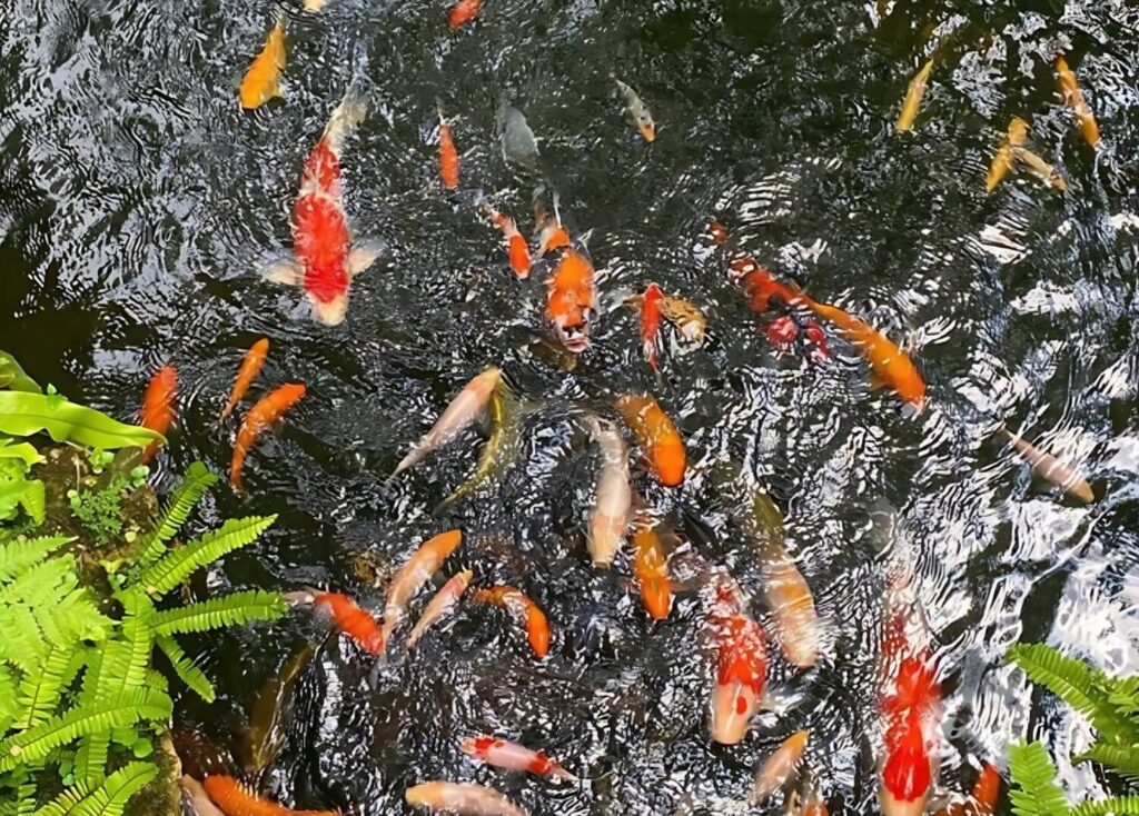 Colorful koi fish swimming in a lush garden pond.